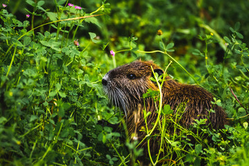 Nutria eating lunch