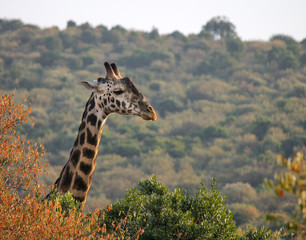 Funny Image of a Surprised Giraffe Sticking out his Neck Above the Trees and Shrubs
