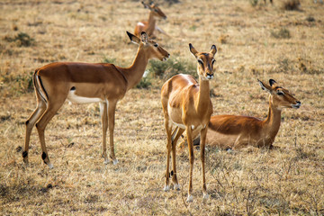 Naklejka na ściany i meble Group of Female Impalas - Scientific name: Aepyceros melampus in Eastern Africa