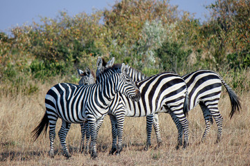 Fototapeta na wymiar Group of Three Plains Zebra's standing close together to create a distracting camouflage pattern for predators