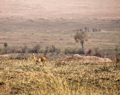 Haggard's Oribi - Scientific name: Ourebia ourebi haggardi - in a recently burnt wildfire field. This subspecies of antelope is listed vulnerable