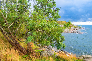 Helsinki. Finland. Rocky coast of the Baltic sea. Tree on the beach. Northern nature. Outdoor recreation. View of the coastal strip. Scandinavian landscape.