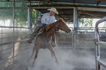 Cowboy and cutting horse