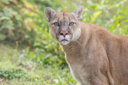 Portrait of a beautiful canadian cougar in the autumn forest