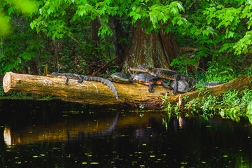 Alligators on their turtle bed