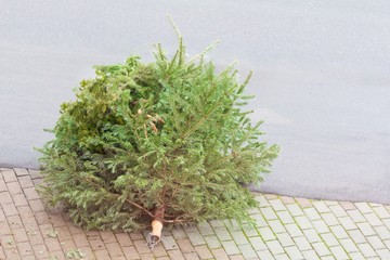 Traditional green christmas tree fir on street bottom after xmas. The x-mas tree is waiting for...