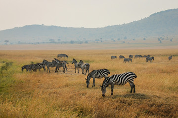 Fototapeta na wymiar Large Herd of Plains Zebra - Scientific name: Equus quagga - roaming the African Savannah