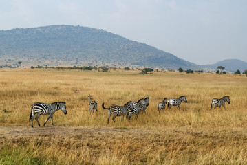 Large Herd of Plains Zebra - Scientific name: Equus quagga - roaming the African Savannah
