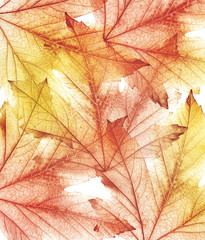Naklejka na ściany i meble Colorful autumn maple leaves. Background with colorful leaves.