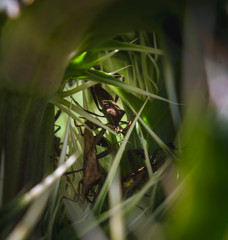 Stinkbugs huddled inside a thistle