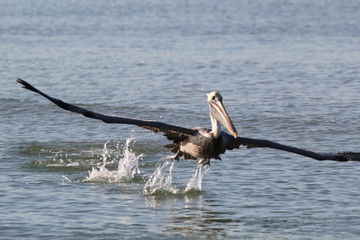 Brown Pelican