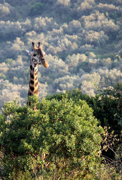 Masai or Kilimanjaro Giraffe - Scientific name Giraffa camelopardalis tippelskirchi. Male individual sticking his head out above the canopy