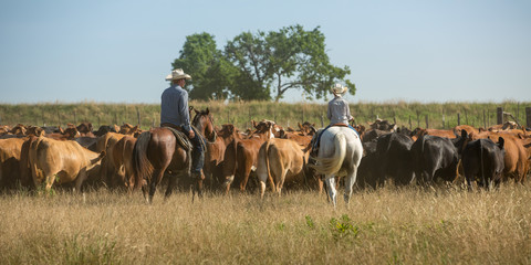 Father and son moving cattle to new pasture - obrazy, fototapety, plakaty