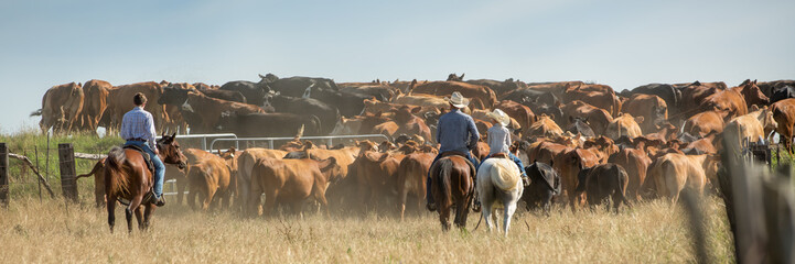 Cowboys moving cattle to new pasture - obrazy, fototapety, plakaty