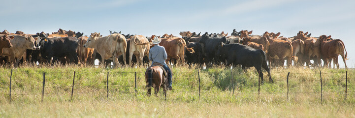 Cowboy moving cattle to new pasture © Carrie