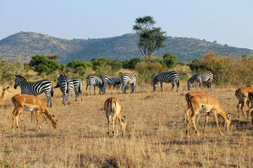 Mixed herd of Impala (Aepyceros melampus) and Plains Zebras (Equus quagga). These animals group together as a defence against predators