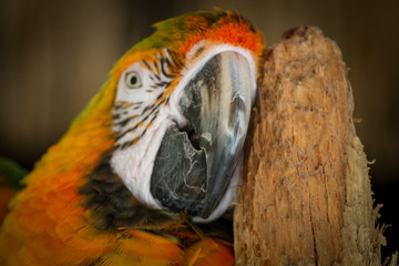 green and yellow macaw