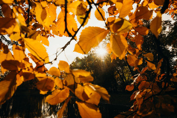 maple leaves in autumn