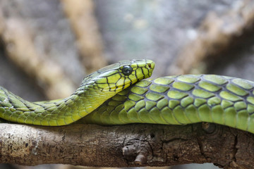 Green Mamba Venomous Snake 