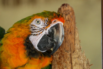 Gold Macaw 
