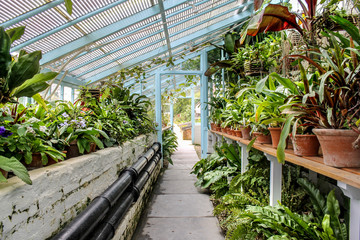 Fototapeta na wymiar Old European Greenhouse (Orangerie) with various tropical plants