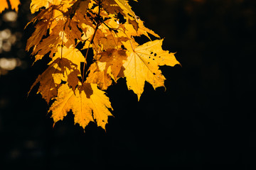yellow maple leaves on black background