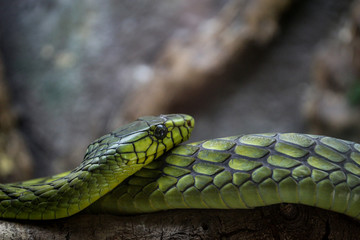 Green Mamba Venomous Snake 