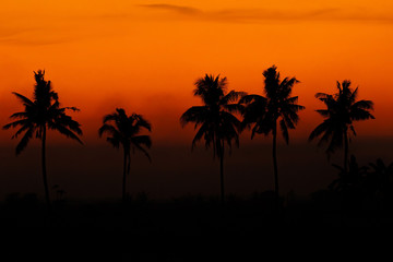 The black coconut tree silhouette has the color of the sky during the time the sun sets beautifully.