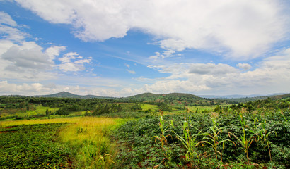 Fototapeta na wymiar Panoramic overview of the rural Gitega Province in Burundi with agricultural fields until the Horizon. Cassava, millet and corn are the most common crops