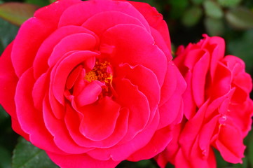 pink tulips in the garden