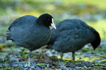 Coot from Gacka River, Croatia
