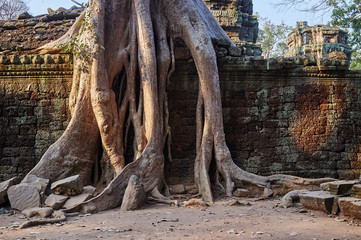 Ta Prohm is a famous landmark in Siem Reap, Cambodia.