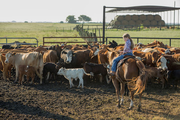 Young girl rounding up cattle