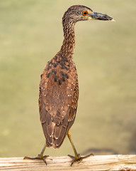 Heron Bird on the beach nature background