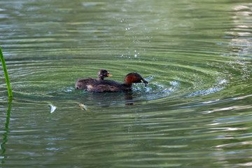 Fototapeta premium The little grebe (Tachybaptus ruficollis) from the the Gacka River