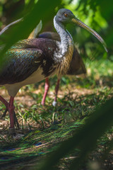 Ibis searching for food