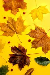 Naklejka na ściany i meble Flat lay autumn fallen leaves on a yellow background . Top view autumn concept. fall background.