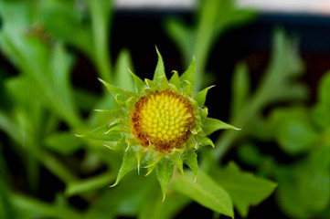yellow flower in the garden