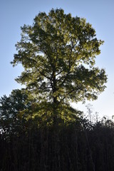 Obraz premium tree on background of blue sky
