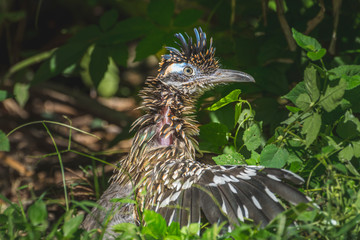 Roadrunner sunning