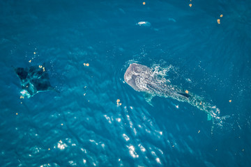 Wild Whale Shark and Stingray in the Caribbean Ocean of Mexico