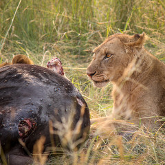 Naklejka na ściany i meble Two sub-adult young male Wild East African Lions - Scientific name: Panthera leo melanochaita - Brothers Feeding off a Freshly Killed Bloody Wildebeest Gnu