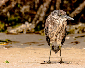 Heron Bird on the beach nature background