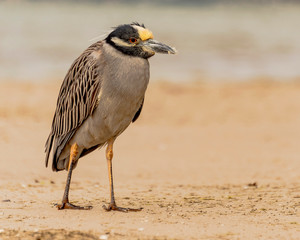 Heron Bird on the beach nature background