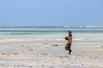 Unidentified woman collecting seaweed during low tide on the Coral Reefs of Zanzibar Tanzania