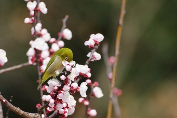 sucking nectar from plum tree,  Japanese White-eye　梅の蜜を吸うメジロ