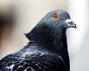 Pigeon bird portrait close up, wildlife