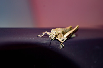 grasshopper on chair