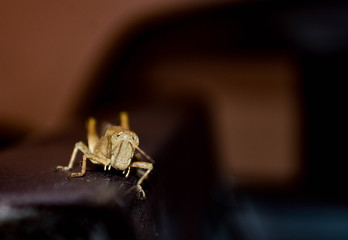 mosquito sucking blood on hand