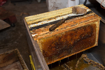 Harvesting honey